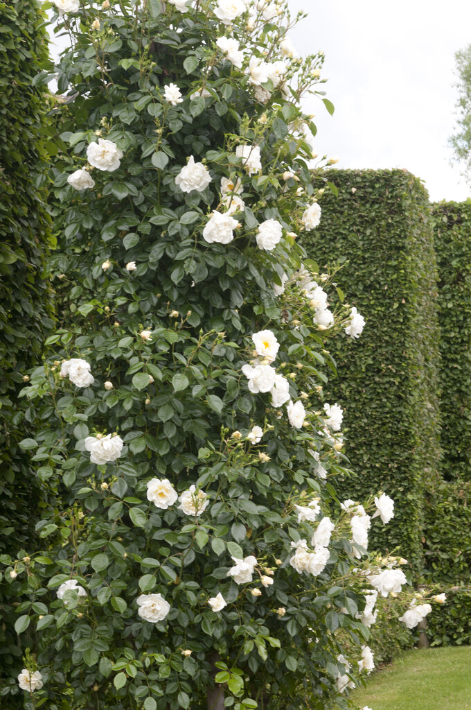 rose 'Direktör Benschop'