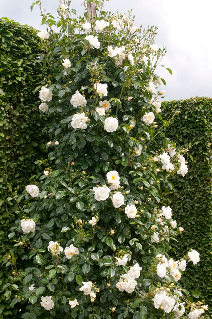 Rosa 'Direktör Benschop' (ClF)