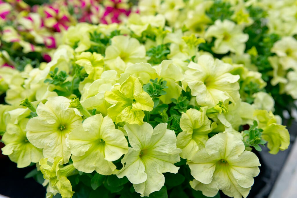 <i>Petunia</i> [<span style="font-variant: small-caps;">Sophistica Lime Green</span>] ('Pas933349') (Sophistica Series)