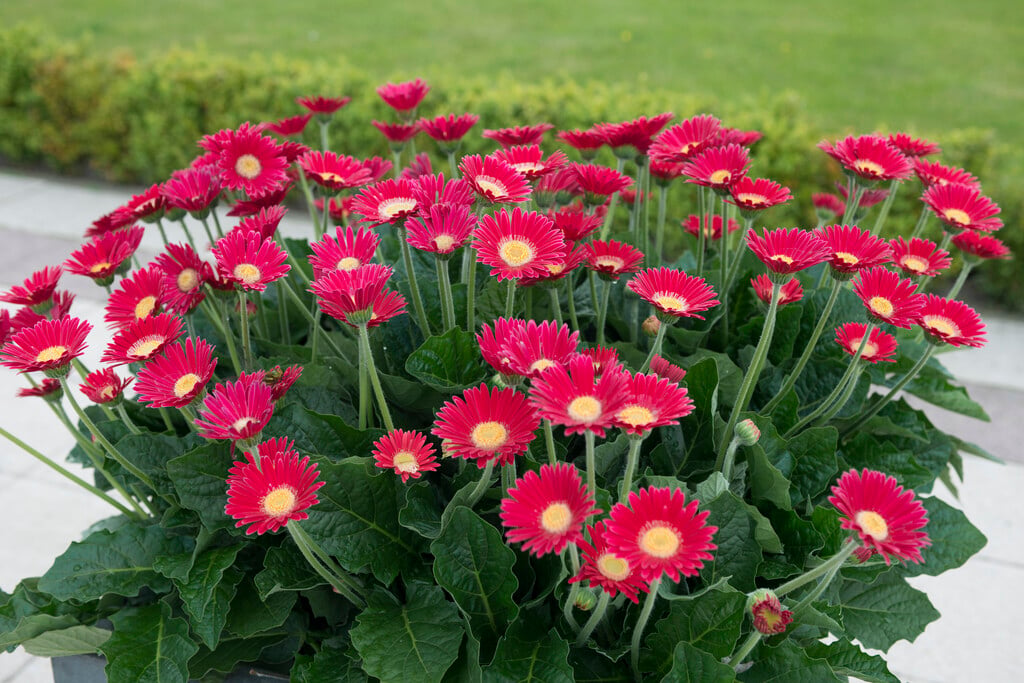 <i>Gerbera</i> [<span style="font-variant: small-caps;">Garvinea Rachel</span>] ('Garrachel') (Garvinea Series)