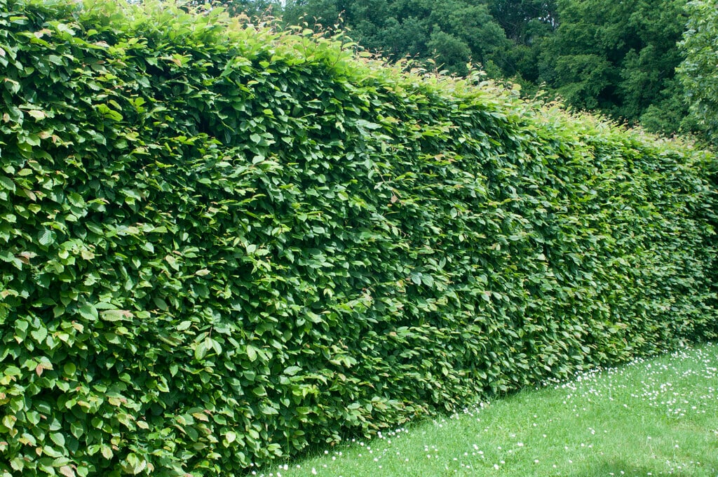 common hornbeam