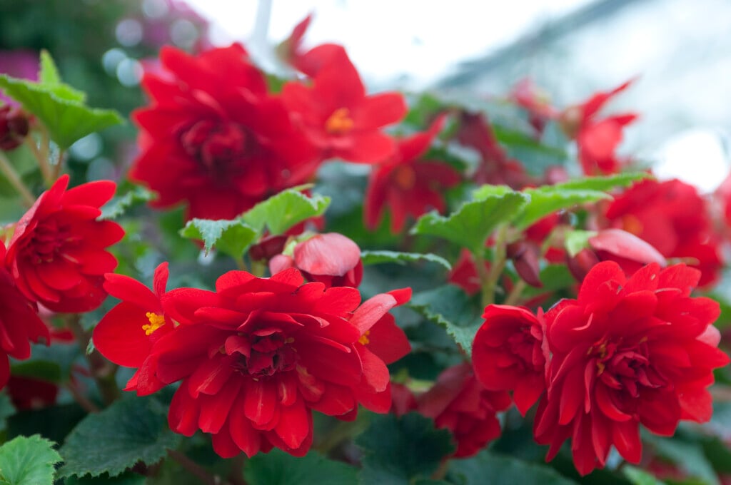 begonia 'Illumination Scarlet'