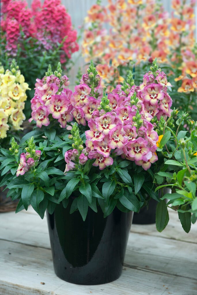 snapdragon [Peachy]