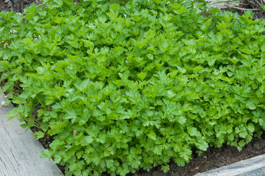 celeriac