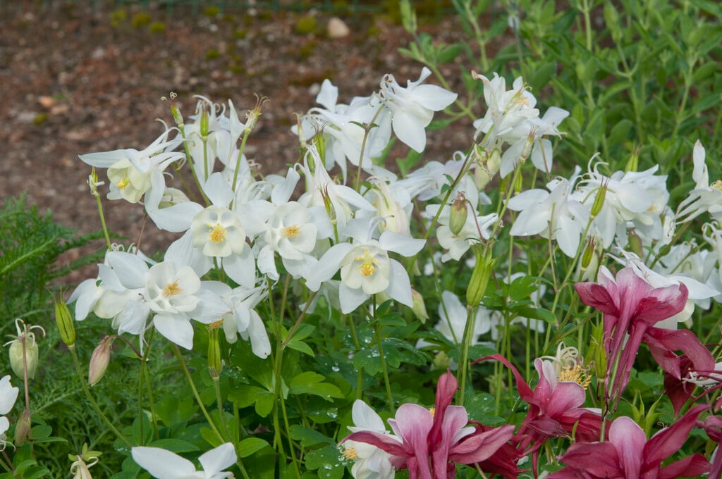 Aquilegia Spring Magic White (Spring Magic Series)|columbine ...