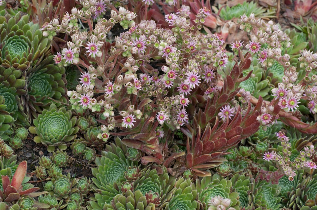 <i>Sempervivum</i> 'Lipari'