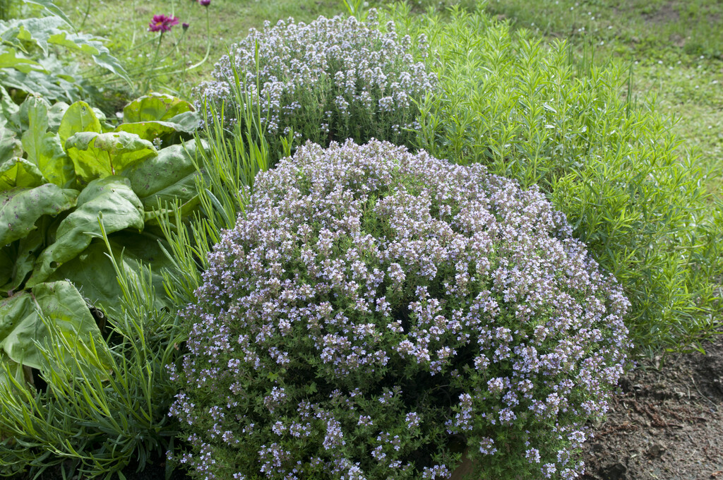 common thyme