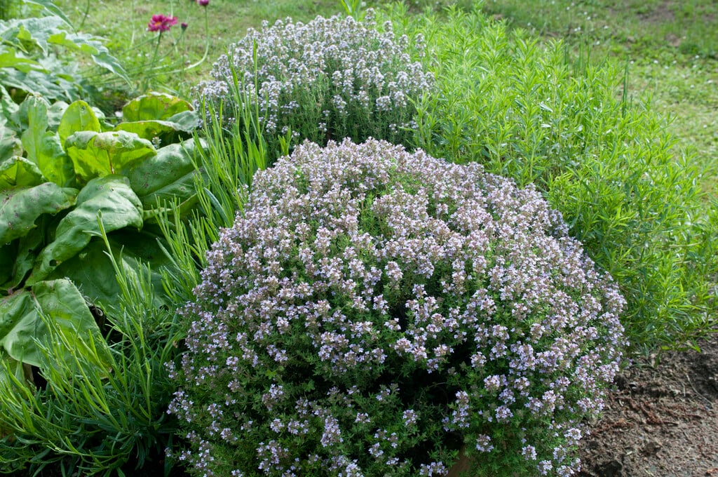 common thyme