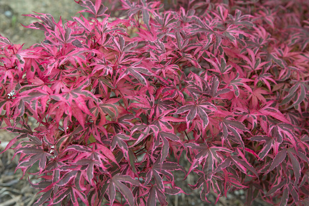 Japanese maple 'Gwen's Rose Delight'