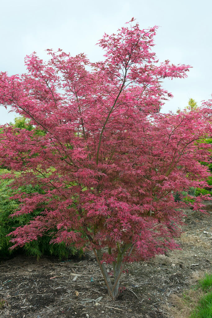 Japanese maple 'Gwen's Rose Delight'