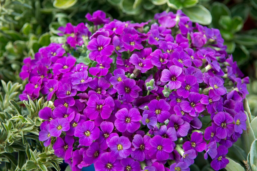 Aubrieta &Royal Red& (Royal Series) | Alpine Rockery/RHS