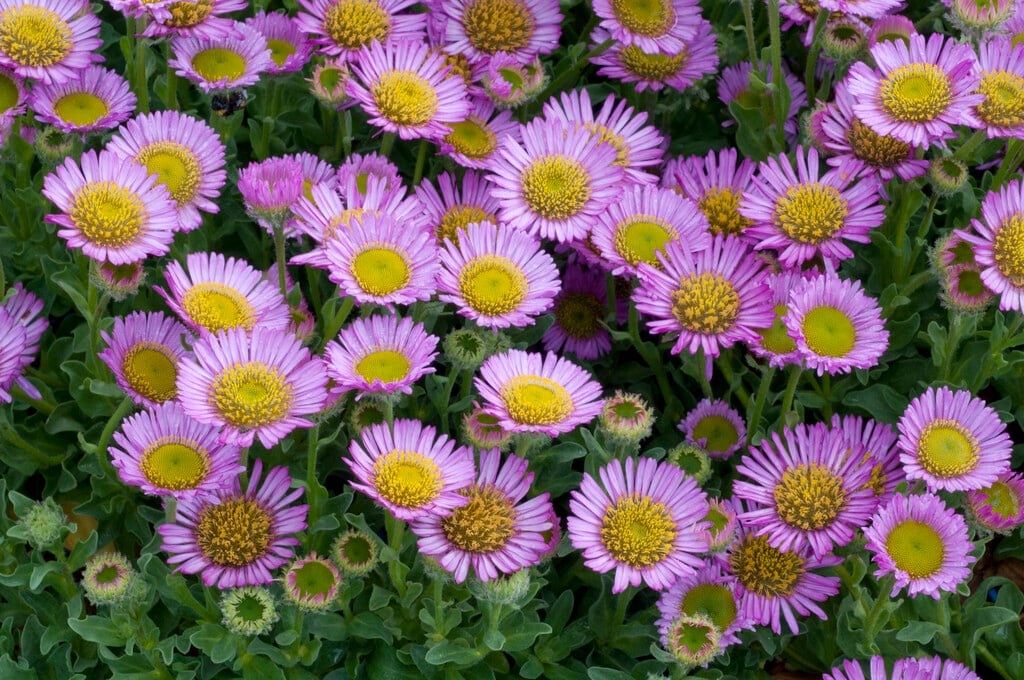 <i>Erigeron</i> <i>leiomerus</i>