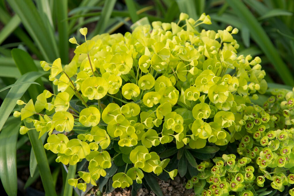 <em>Euphorbia</em> 'Despina'