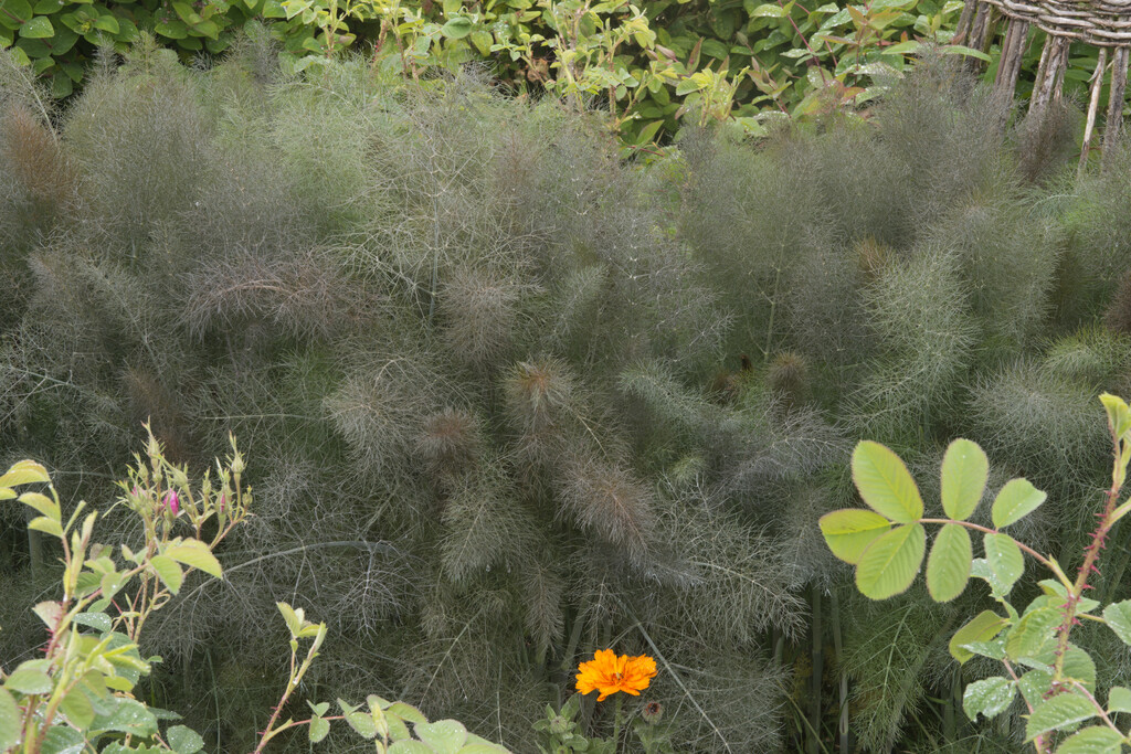 bronze fennel