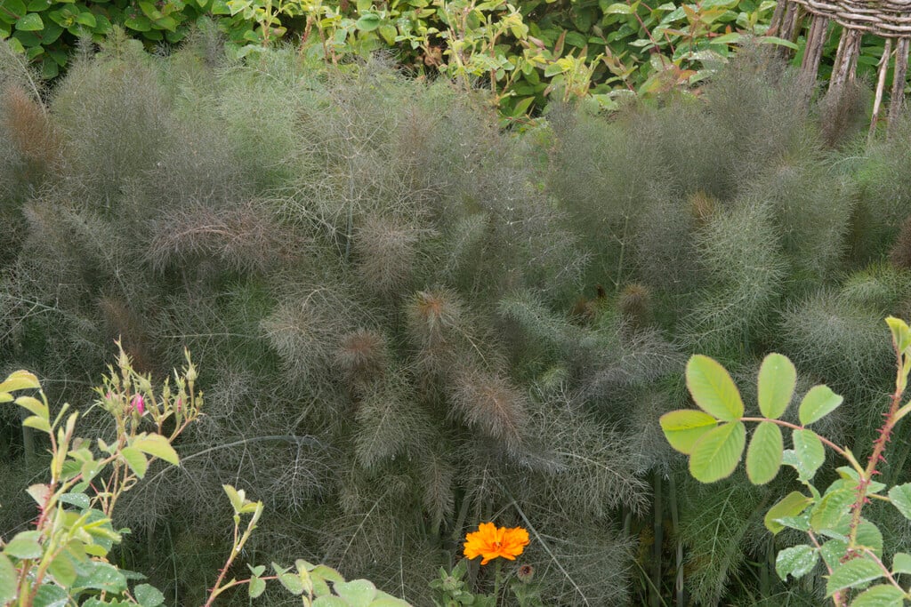 bronze fennel