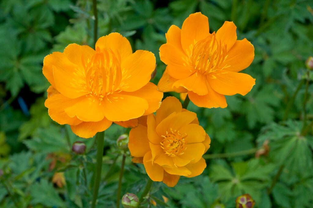 <i>Trollius</i> × <i>cultorum</i> 'Orange Globe'