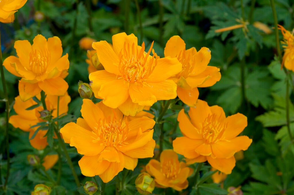 <i>Trollius</i> × <i>cultorum</i> 'Orange Globe'