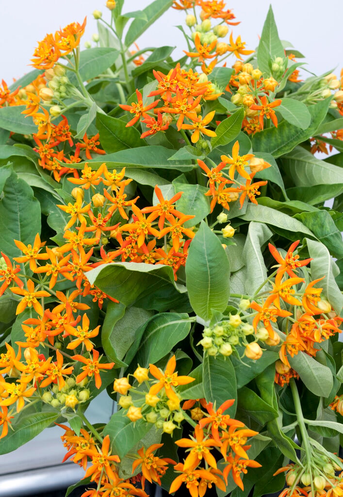<i>Asclepias</i> 'Beatrix'