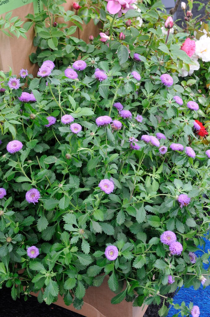 Brazilian button flower