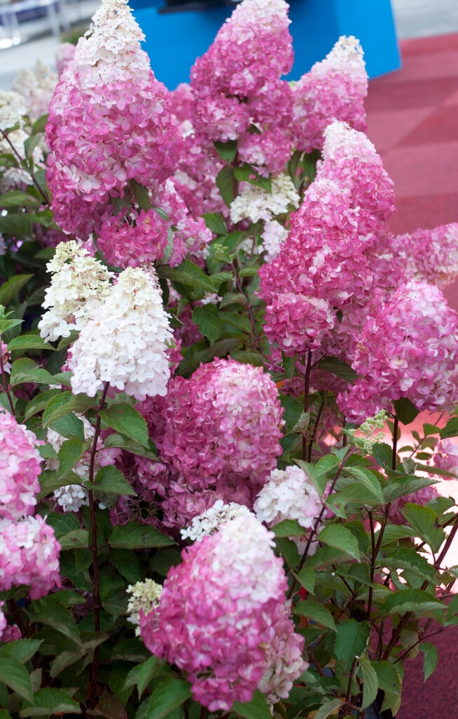 panicled hydrangea [Fraise Melba]