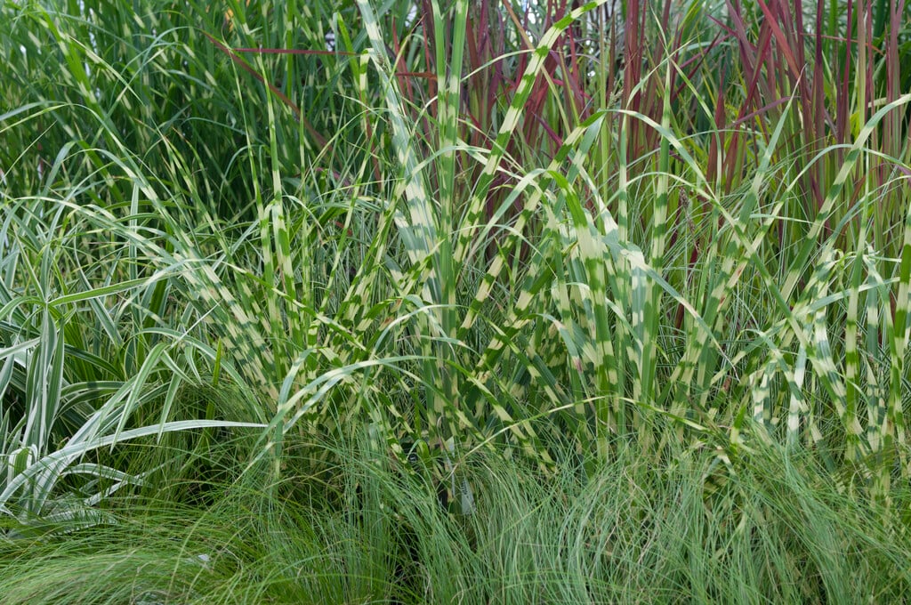 eulalia 'Little Zebra'