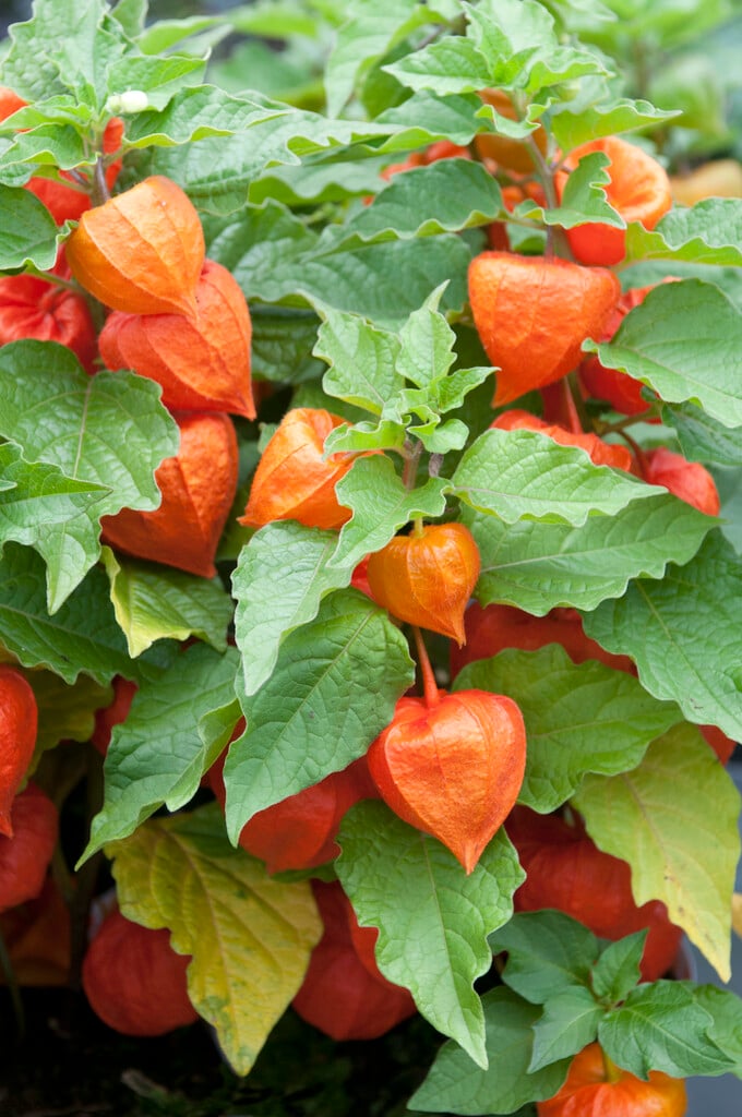 Chinese lantern