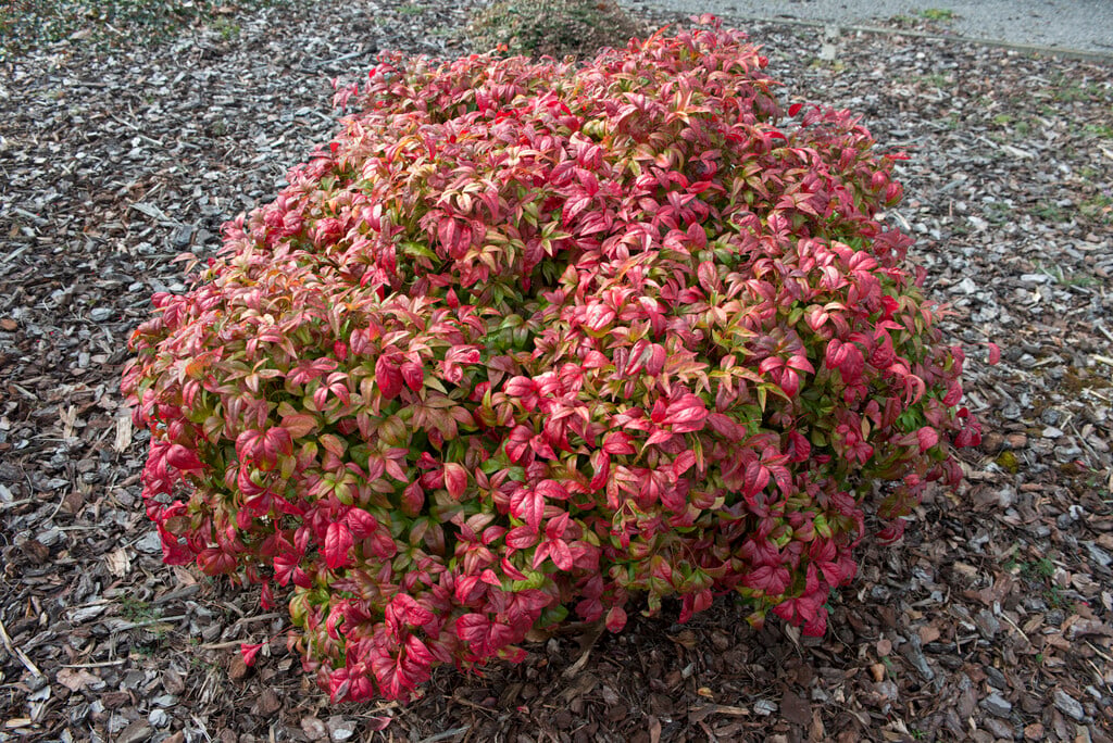 heavenly bamboo 'Fire Power'