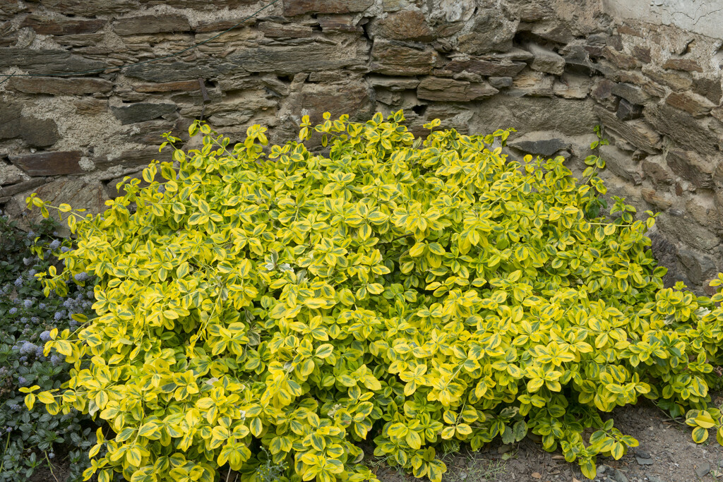 spindle 'Emerald 'n' Gold'