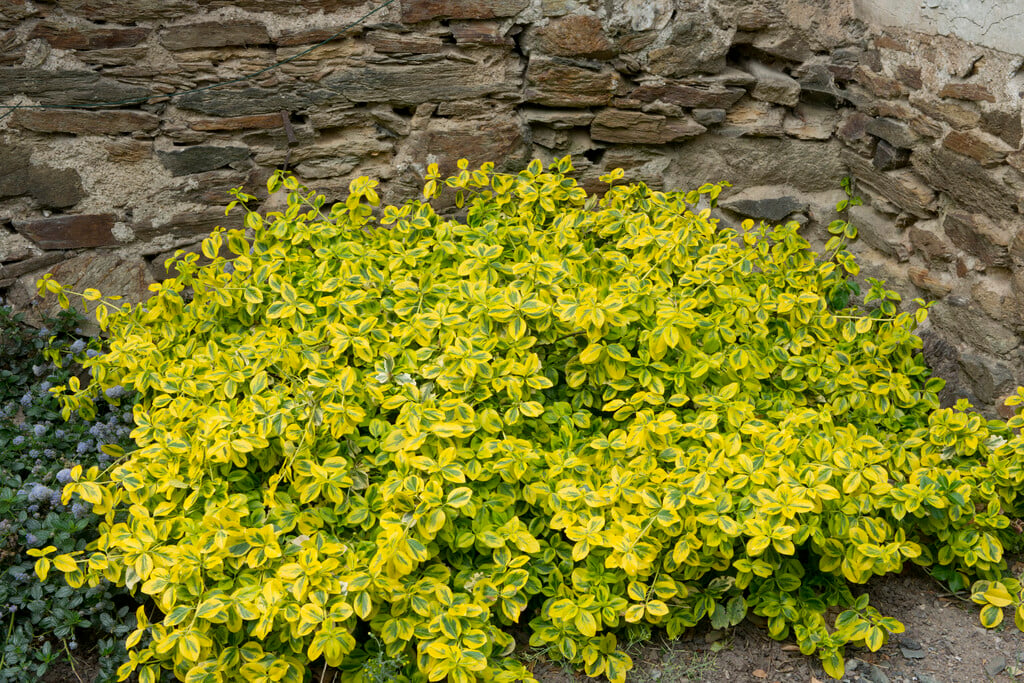 spindle 'Emerald 'n' Gold'