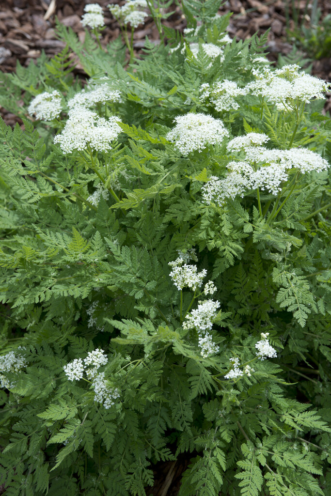 sweet cicely