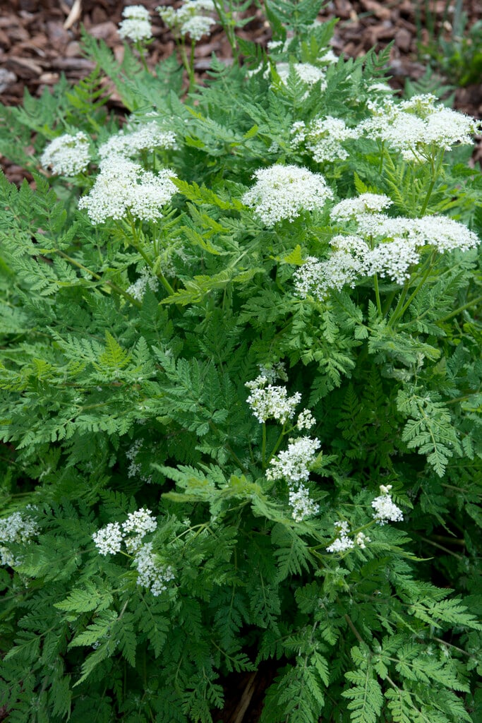 sweet cicely