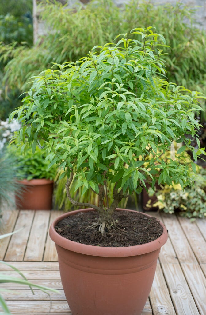 lemon verbena