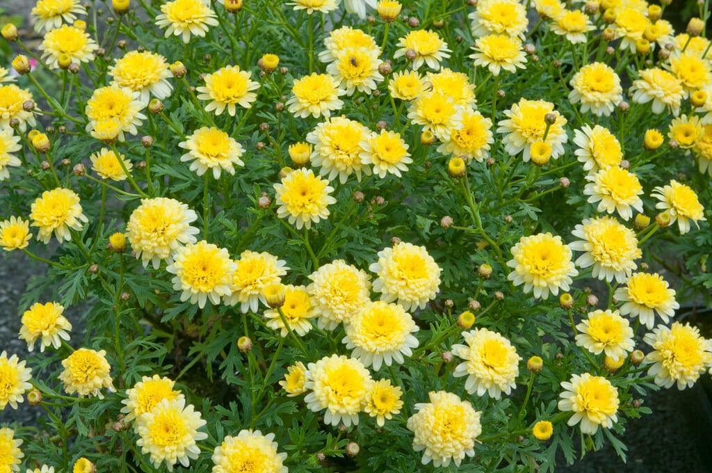 <i>Argyranthemum</i> double yellow (d)