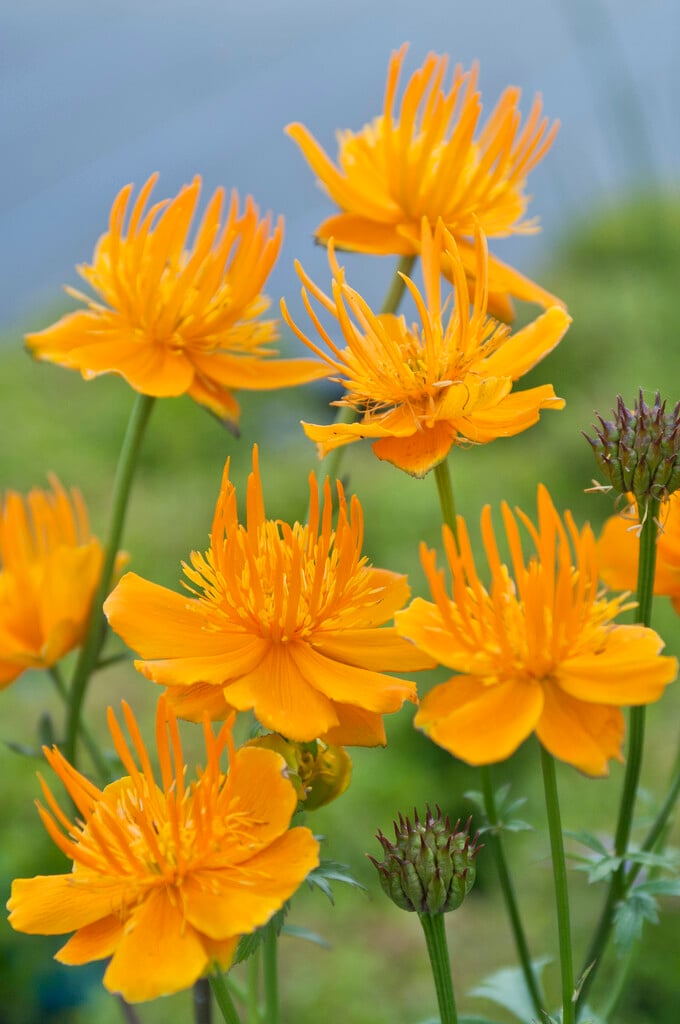 <i>Trollius</i> × <i>cultorum</i> 'Orange Globe'