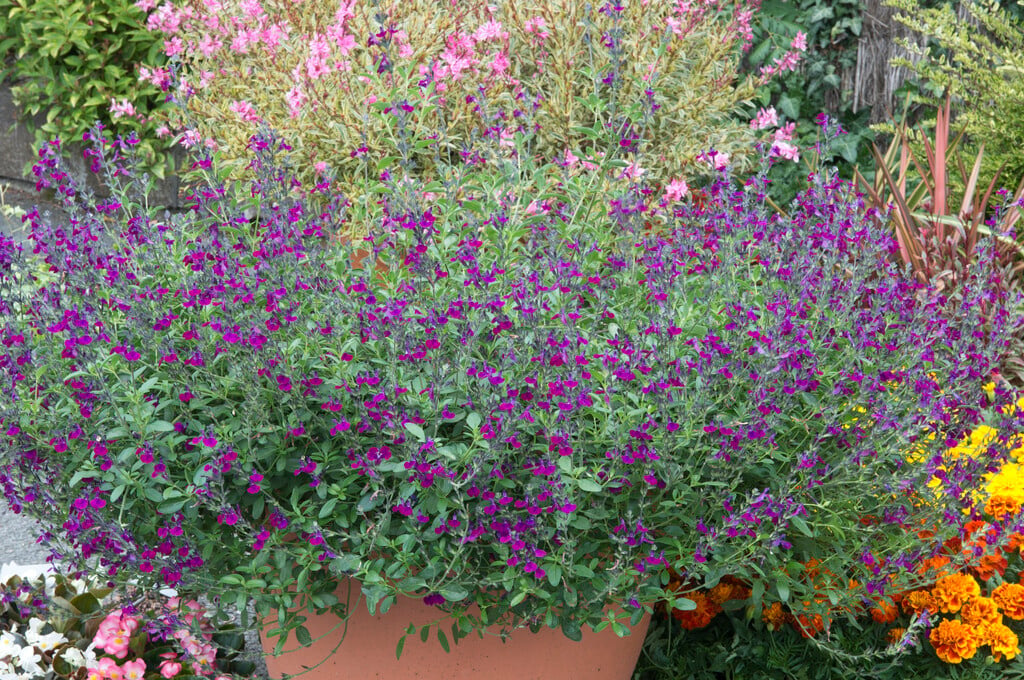 sage [Violette de Loire]