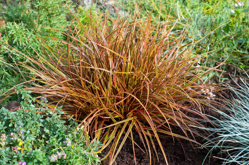 red hook sedge 'Belinda's Find'