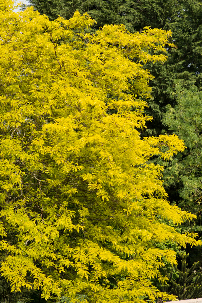 thornless honey locust 'Sunburst'