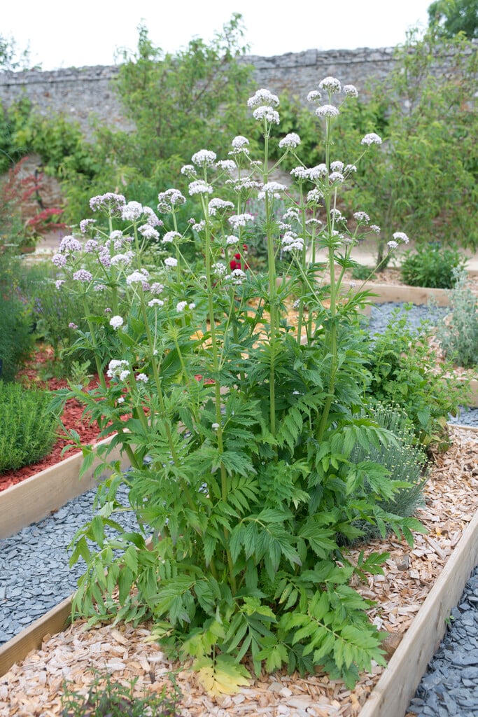 common valerian