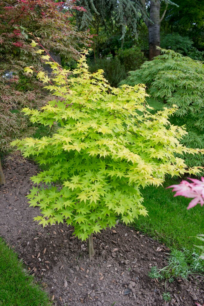 Acer Palmatum &sunshine& (d) 