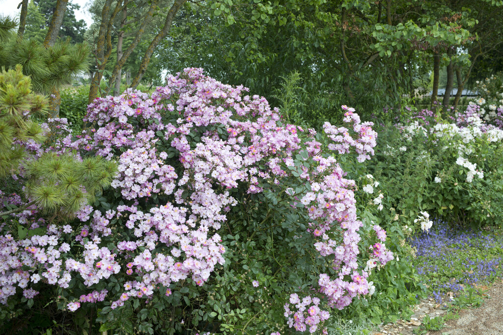 rose 'Ballerina'