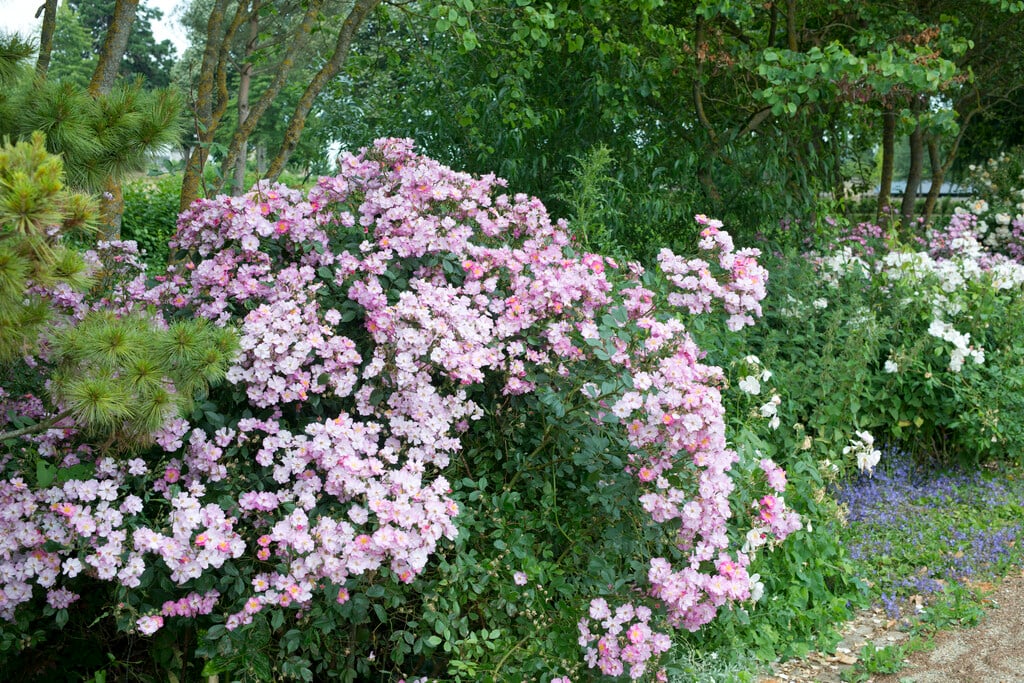 rose 'Ballerina'
