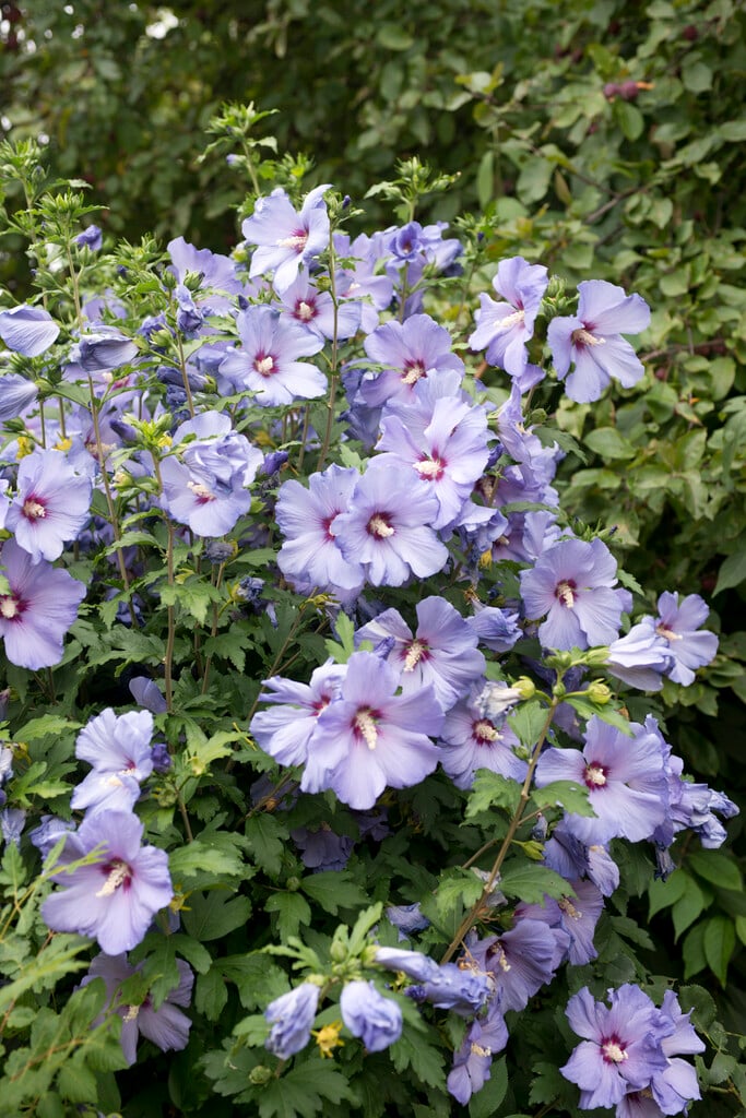 rose of Sharon 'Oiseau Bleu'