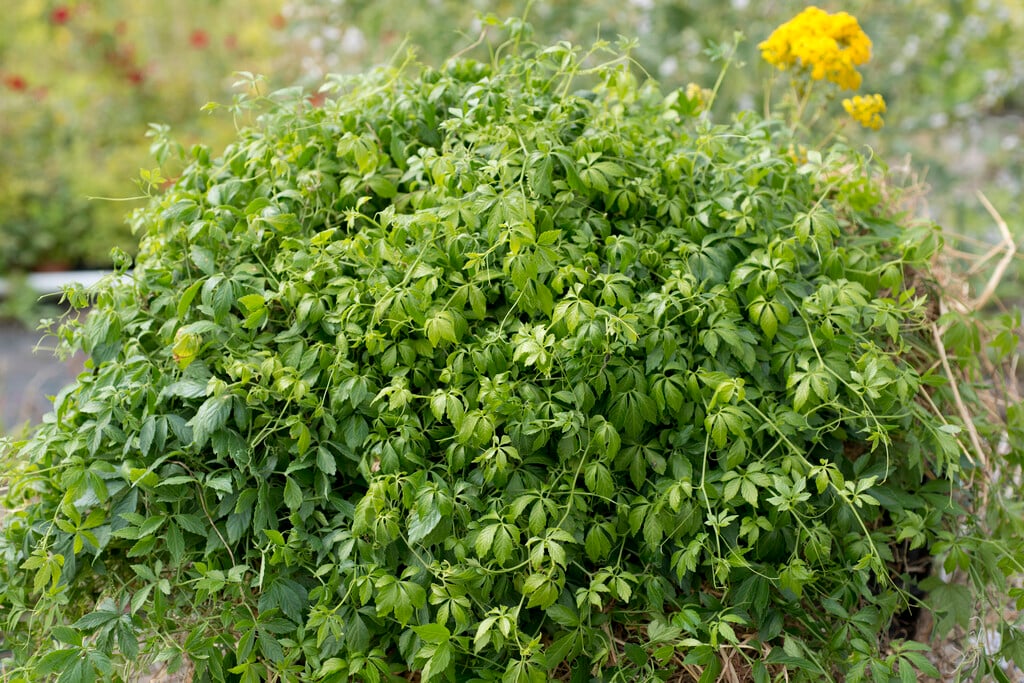 sweet tea vine