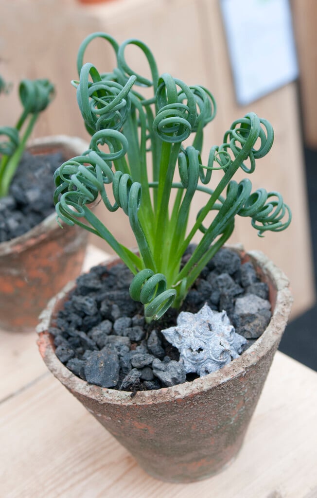 corkscrew albuca 'Frizzle Sizzle'