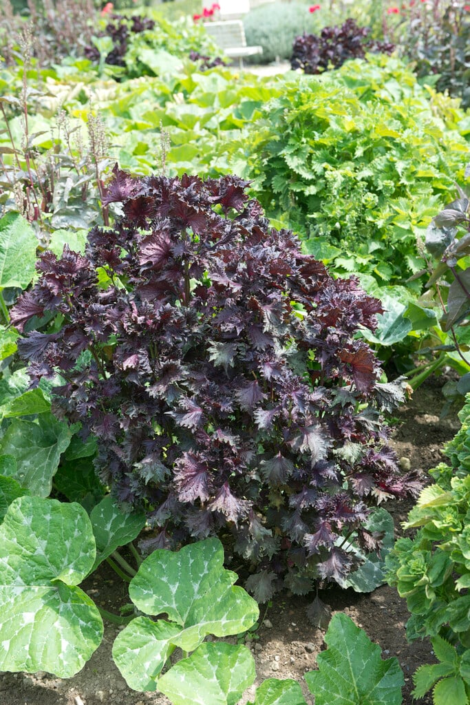 beefsteak plant