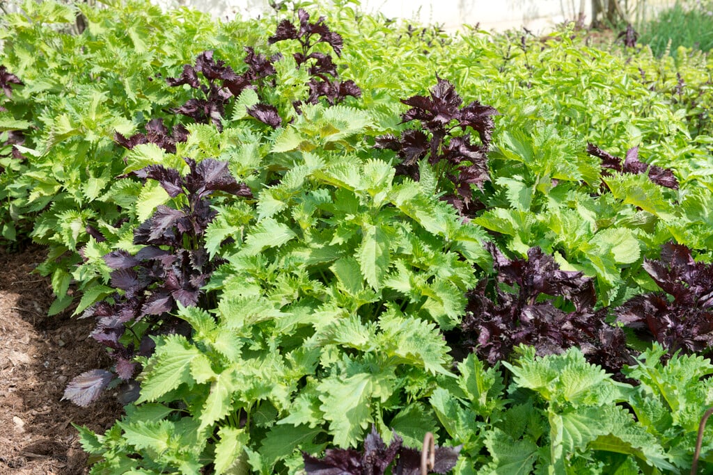 beefsteak plant