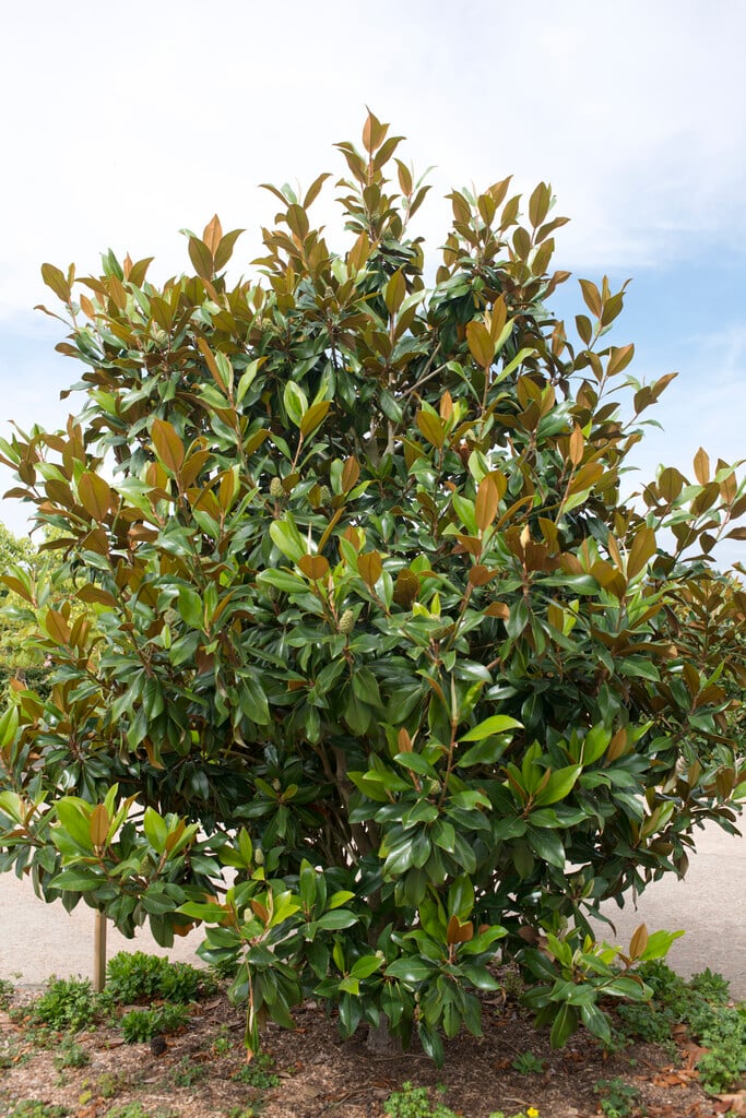 evergreen magnolia