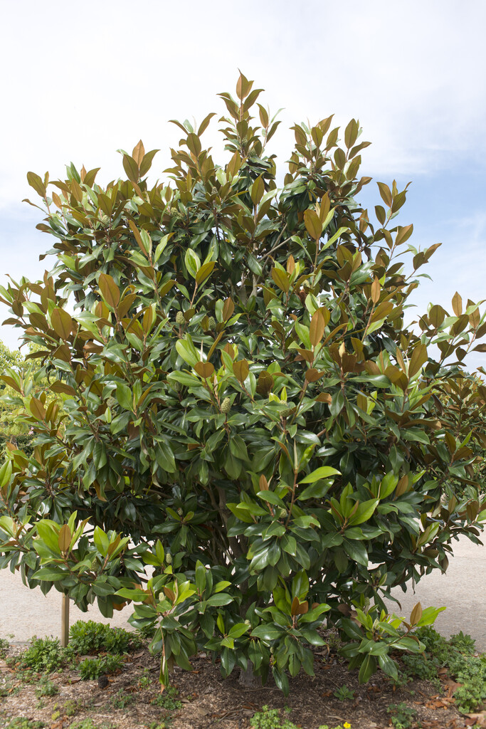 evergreen magnolia