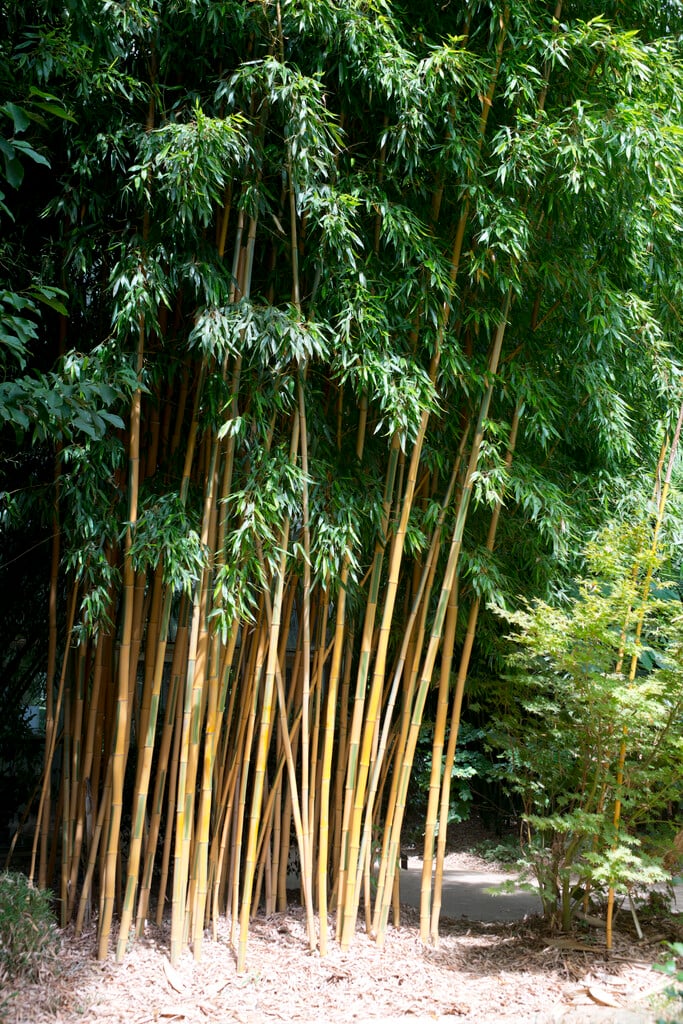 timber bamboo