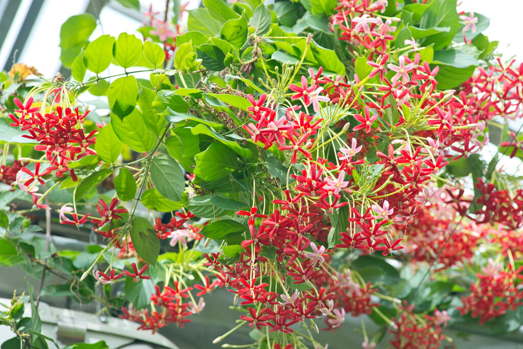 Rangoon creeper